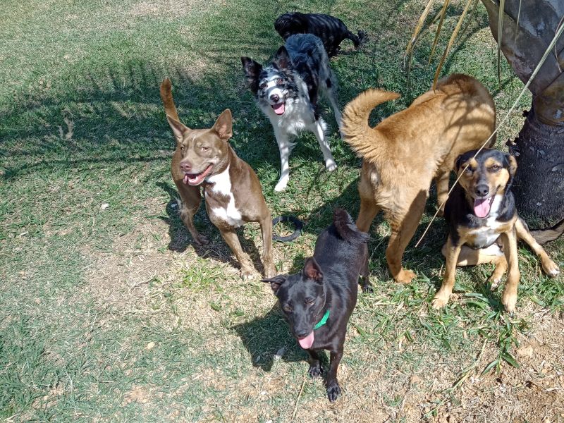 Bincando com a Cãolera