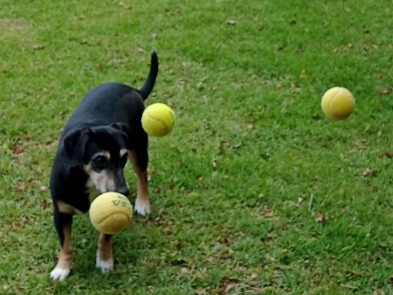 Dorinha na atividade