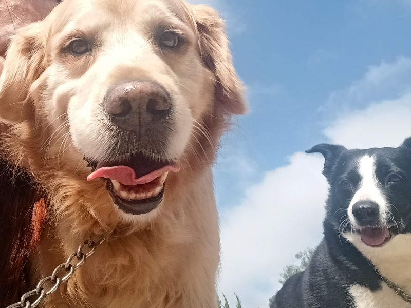 Barão  o rei do pedaço