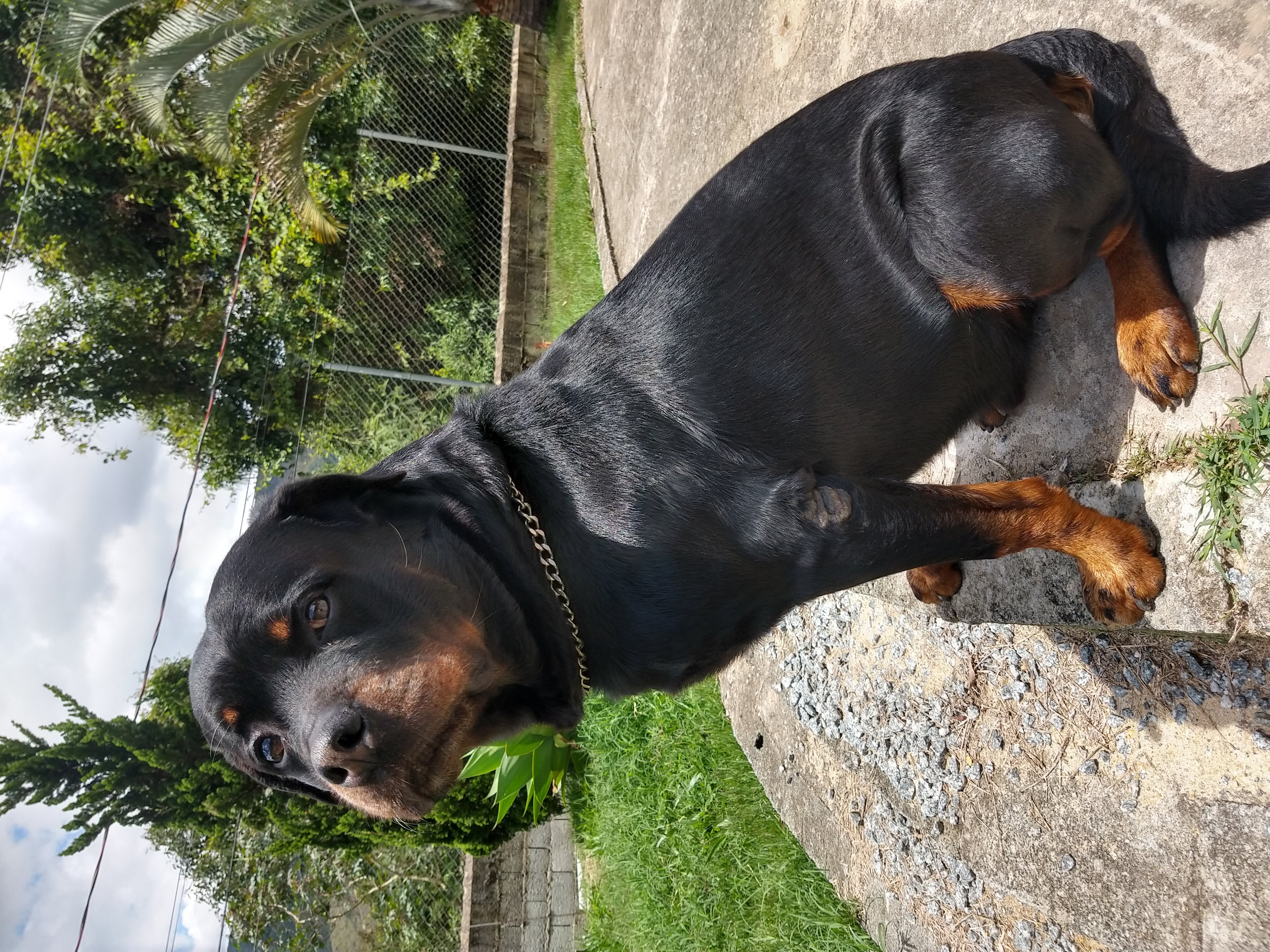 Bem-vindo ao Hotel Pet Sou de Casa